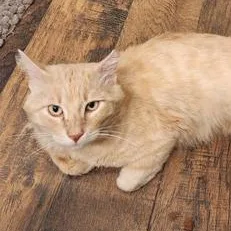 Vanilla Waffle thumbnail 3