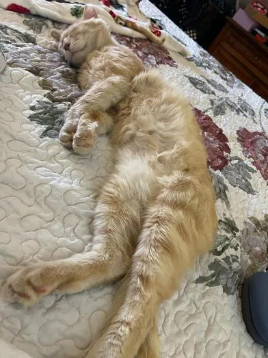 Vanilla Waffle thumbnail 4