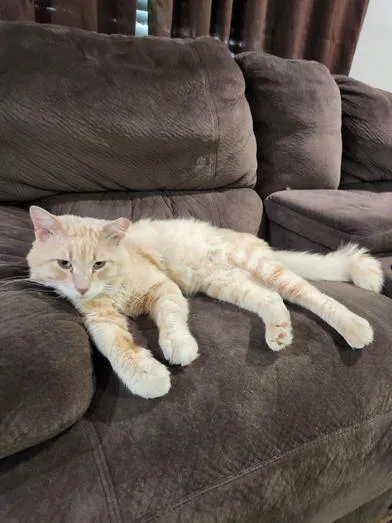 Vanilla Waffle thumbnail 5