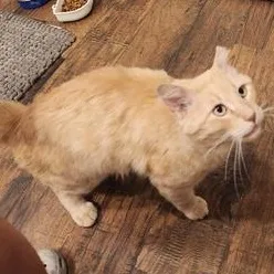 Vanilla Waffle thumbnail 6