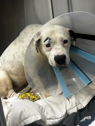 An adult medium-sized female Mixed Breed dog named Nanita for adoption in Chamblee, GA