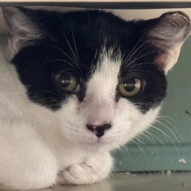 A baby small-sized female Black Domestic Short Hair cat named Thistle for adoption in Decatur, GA