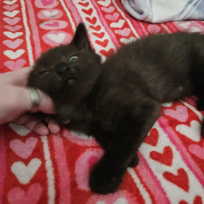 A baby medium-sized male Black Domestic Short Hair cat named Aramis for adoption in Portland, OR