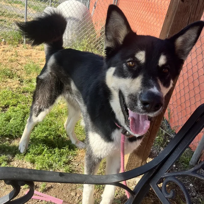 An adult large-sized female Black Mixed Breed dog named Tyra Banks for adoption in Spokane, WA