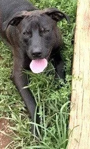 A young medium-sized male Shepherd dog named Tibet for adoption in Carrollton, GA