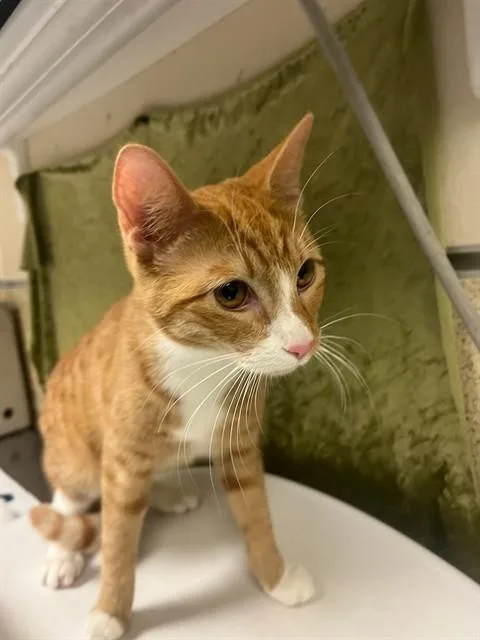 A young small-sized female Domestic Short Hair cat named Misty for adoption in Riverside, CA