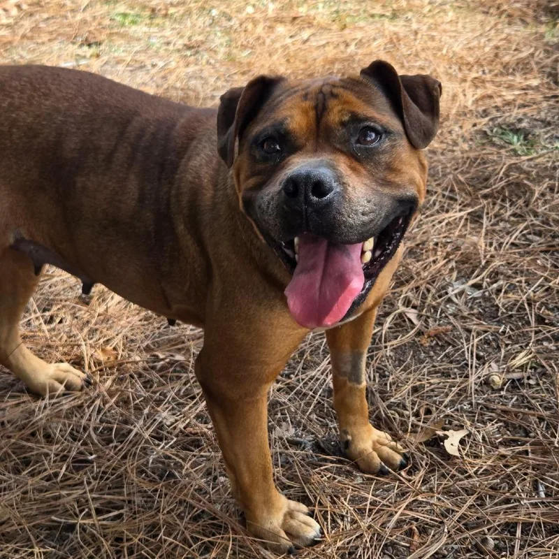 An adult large-sized female Red / Chestnut / Orange English Bulldog dog named Ginger for adoption in Lexington, SC