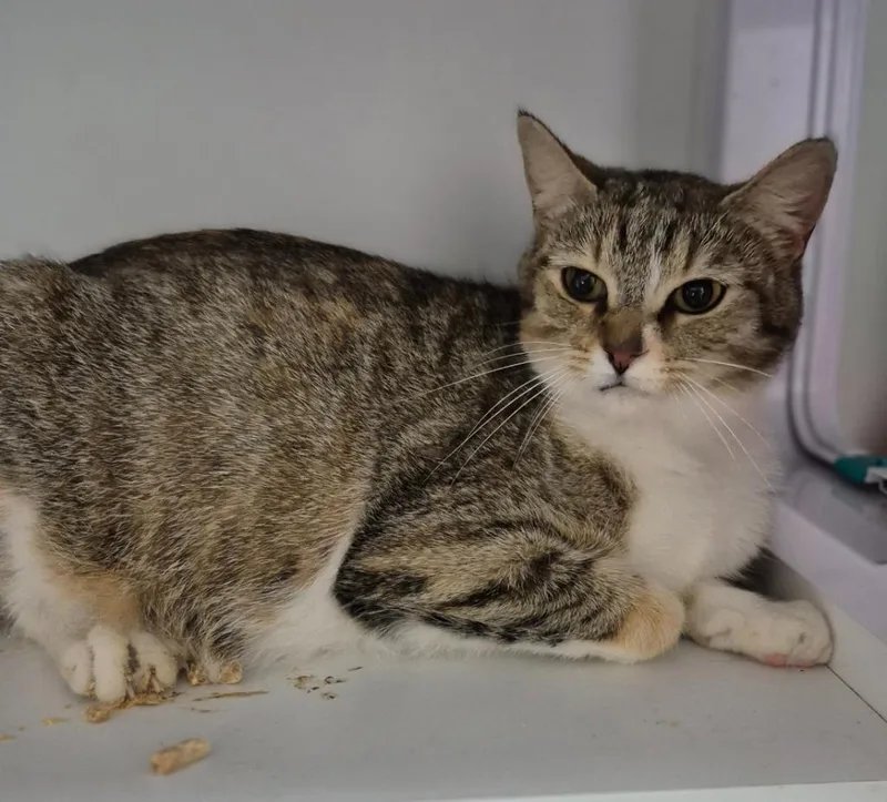 A young small-sized female Domestic Short Hair cat named Dolores Umbridge for adoption in East Ridge, TN