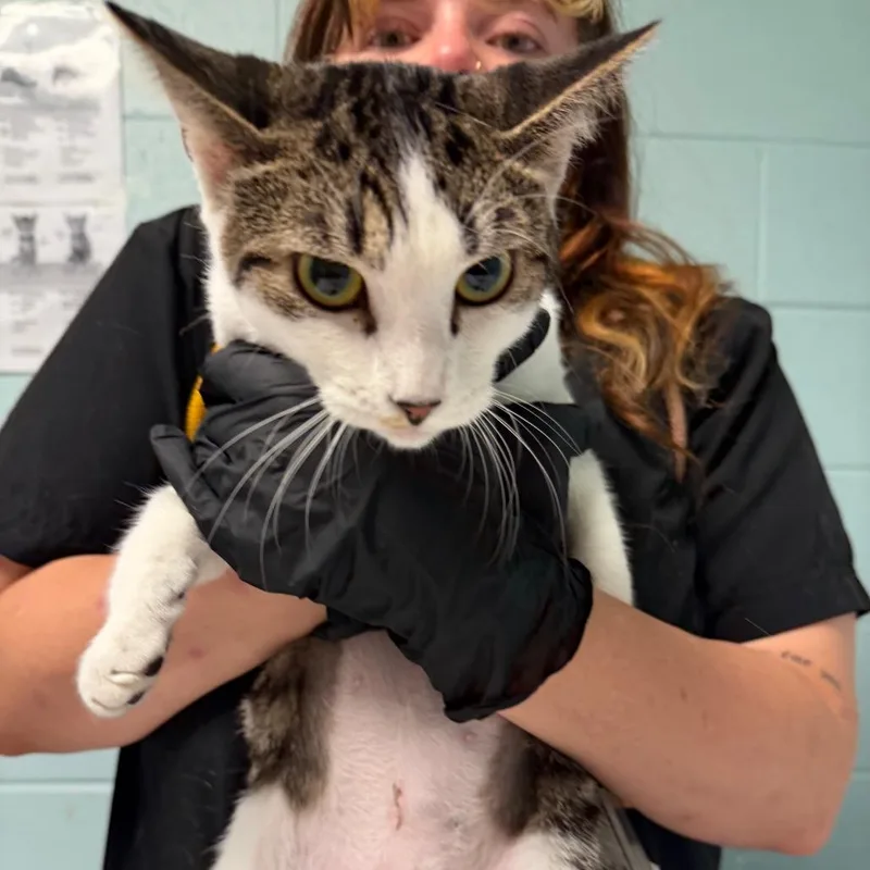 A young medium-sized female Brown / Chocolate Domestic Short Hair cat named Tiger for adoption in Fredericksburg, VA