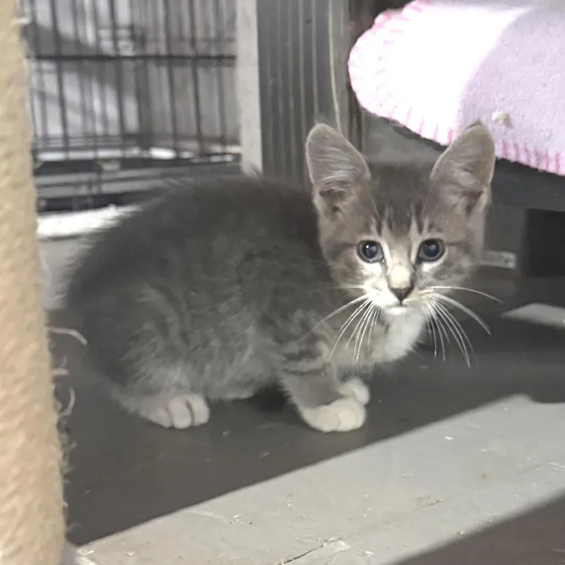 A baby small-sized male Gray / Blue / Silver Domestic Short Hair cat named Theodore for adoption in Albert Lea, MN