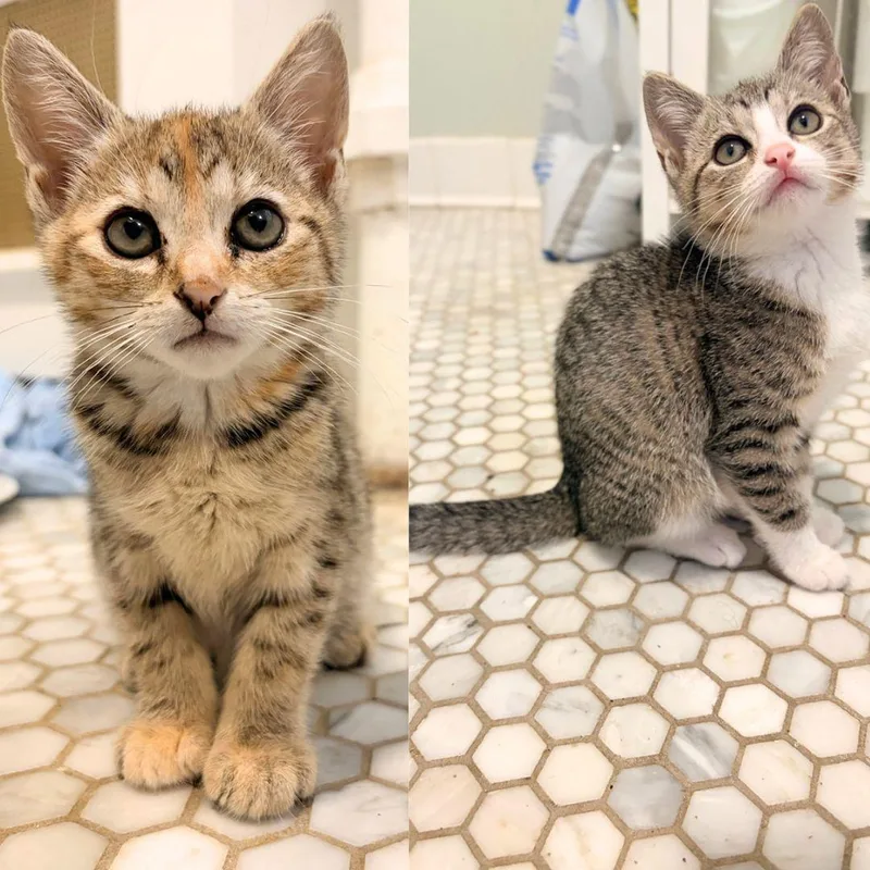 A baby medium-sized female Domestic Short Hair cat named Vina & Venu for adoption in Brooklyn, NY