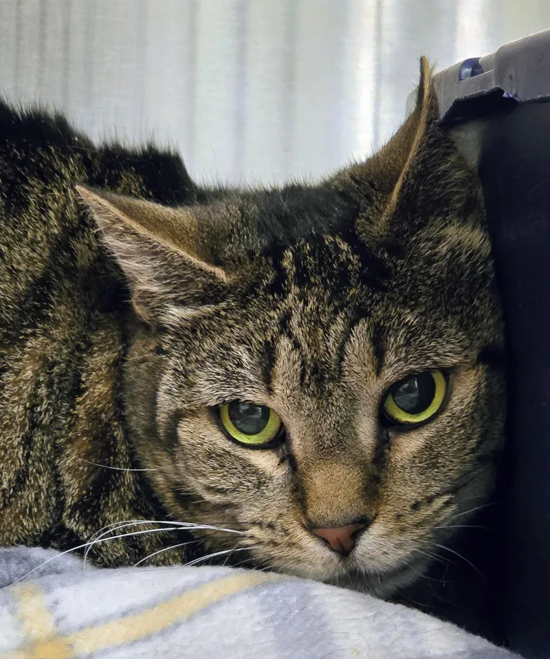 An adult medium-sized female Tabby (Brown / Chocolate) Domestic Short Hair cat named Baby for adoption in Amityville, NY