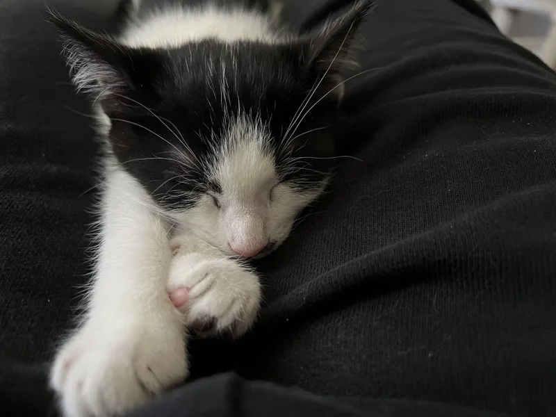 A baby medium-sized male Black & White / Tuxedo Domestic Short Hair cat named Cilantro for adoption in Mayfield, NY