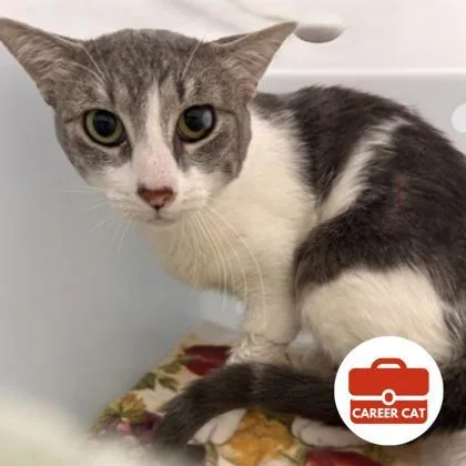 An adult small-sized male Domestic Short Hair cat named Wiggles for adoption in Roseville, CA