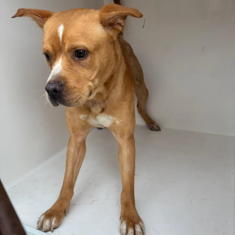 An adult medium-sized female Yellow / Tan / Blond / Fawn Mixed Breed dog named Stitch for adoption in Chattanooga, TN