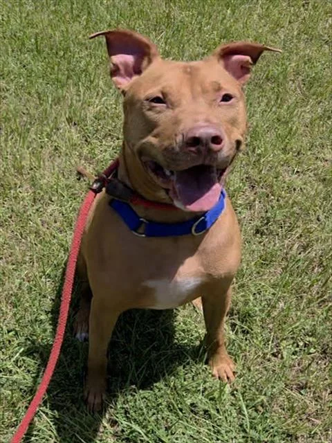 An adult large-sized male American Staffordshire Terrier dog named Chili for adoption in Fort Lauderdale, FL