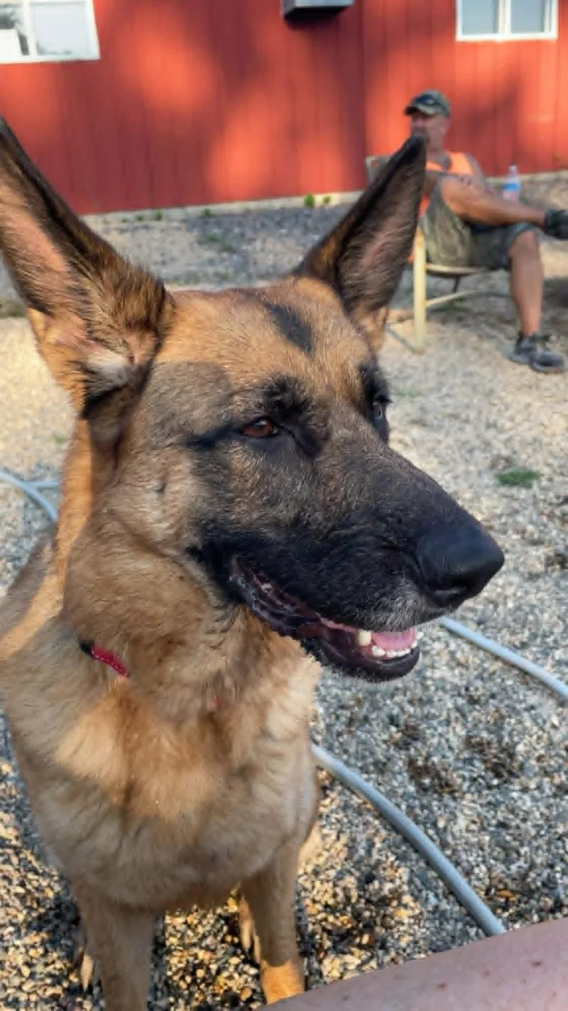 An adult large-sized female Black German Shepherd Dog dog named Rumi for adoption in Hutchinson, MN