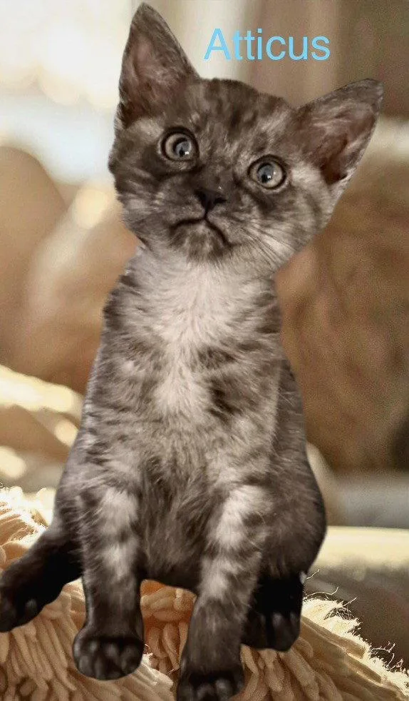 Atticus