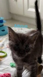 Atticus thumbnail 3