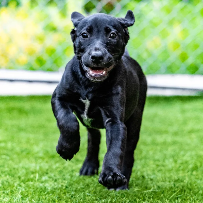 A baby small-sized female Black Labrador Retriever dog named Button for adoption in Naperville, IL