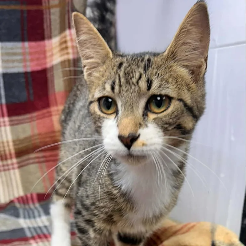 A young small-sized male Domestic Short Hair cat named Oscat for adoption in New Tazewell, TN