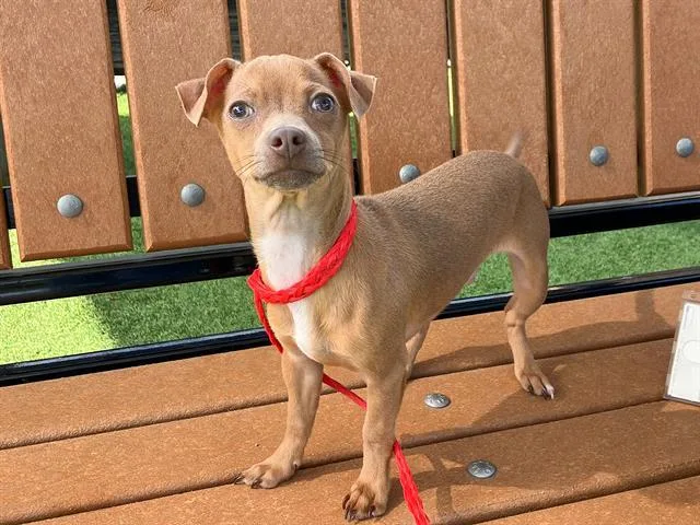 A baby small-sized male Chihuahua dog named Owen for adoption in Tustin, CA