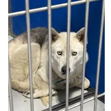 An adult large-sized male Gray / Blue / Silver Husky dog named Balto for adoption in Franklin, NC