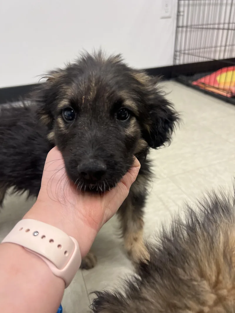 A baby medium-sized female Tricolor (Brown, Black, & White) German Shepherd Dog dog named Violet for adoption in Fort Collins, CO