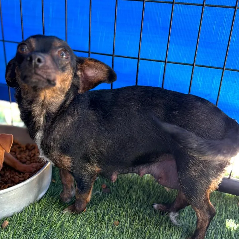 A baby small-sized female Brown / Chocolate Chihuahua dog named Polly for adoption in Escondido, CA