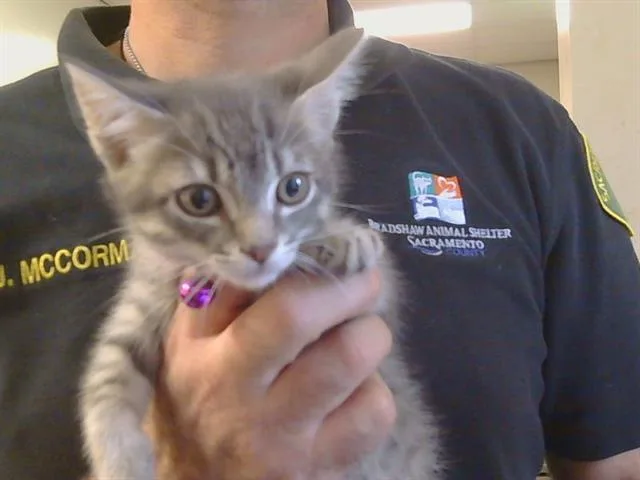A baby small-sized male Domestic Short Hair cat named Shadow for adoption in Sacramento, CA