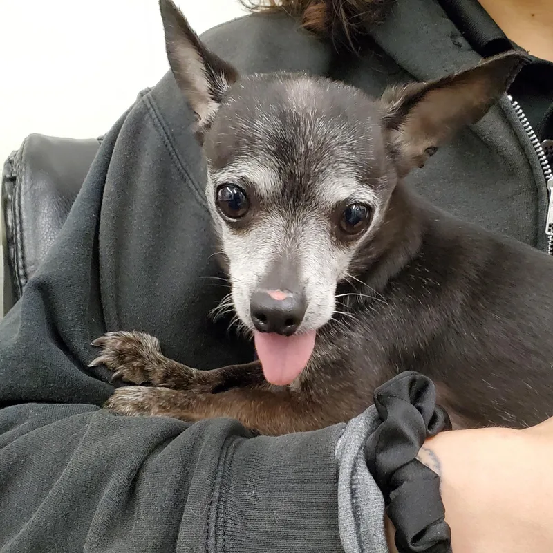 A senior small-sized male Black Chihuahua dog named Grandpa for adoption in Jersey city, NJ