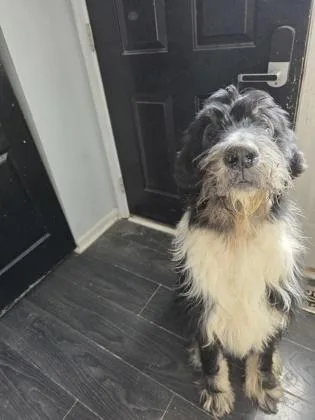 An adult large-sized male Mixed Breed dog named Bruno for adoption in West Chester, PA