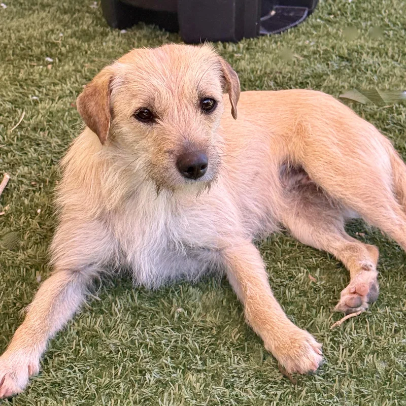 French Fry thumbnail 2