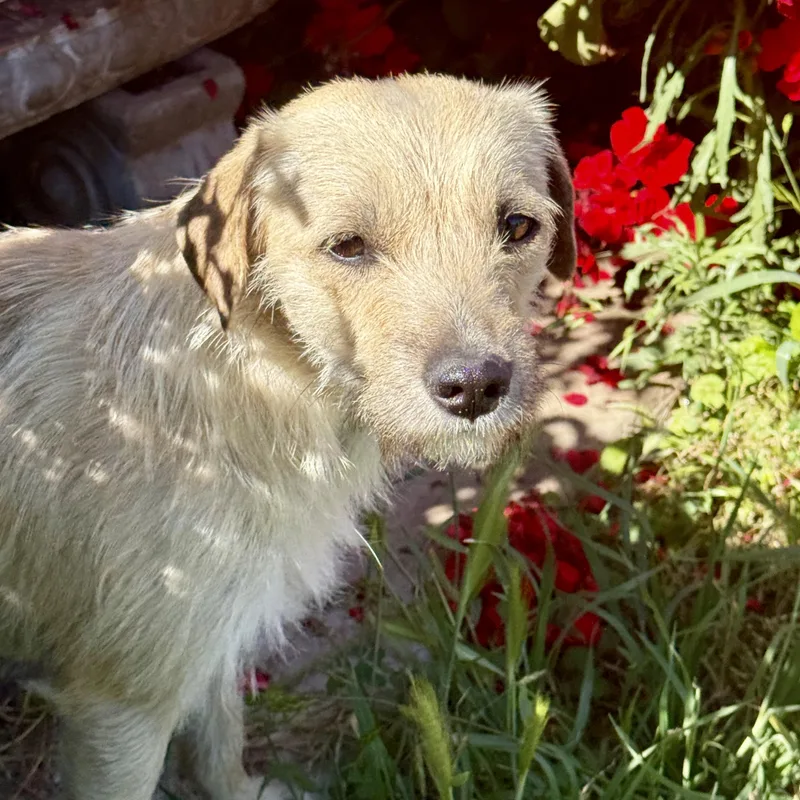 French Fry thumbnail 3