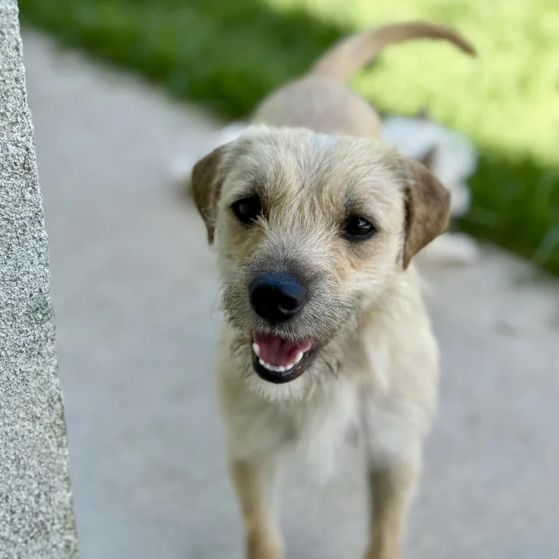 A young small-sized female Yellow / Tan / Blond / Fawn Portuguese Podengo dog named French Fry for adoption in modesto, CA