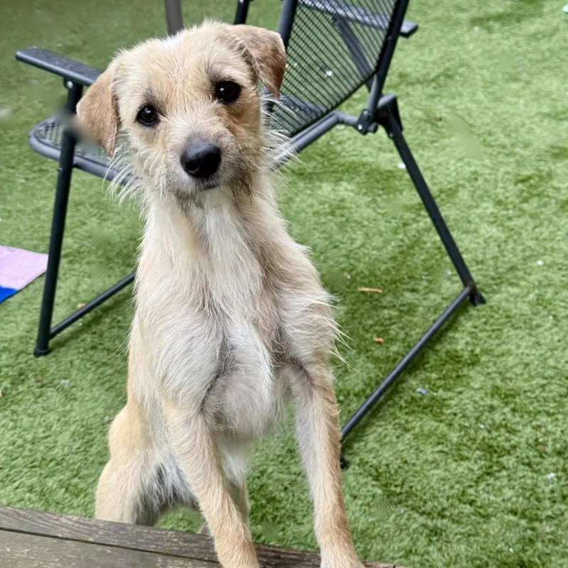 French Fry thumbnail 4