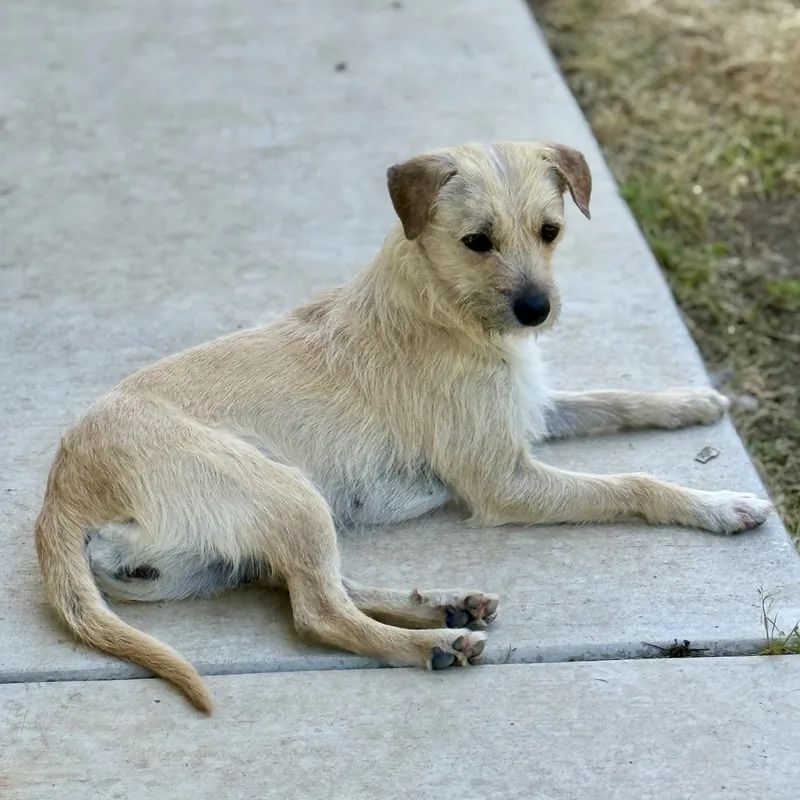 French Fry thumbnail 5