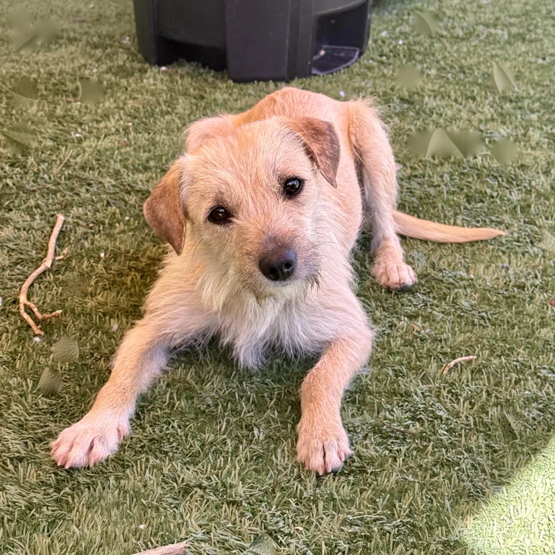 French Fry thumbnail 6