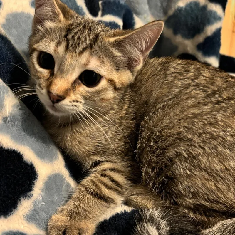A baby small-sized female Gray / Blue / Silver Domestic Short Hair cat named Lunch for adoption in Houston, TX