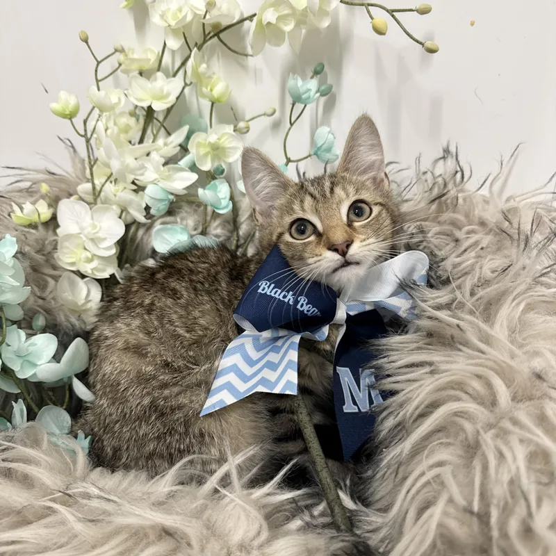 Snuggly Troy thumbnail 5