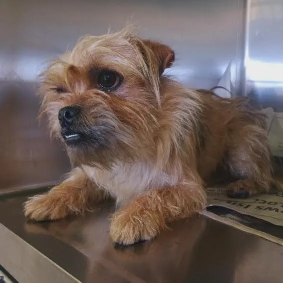 A young small-sized male Terrier dog named Harry for adoption in Los Angeles, CA