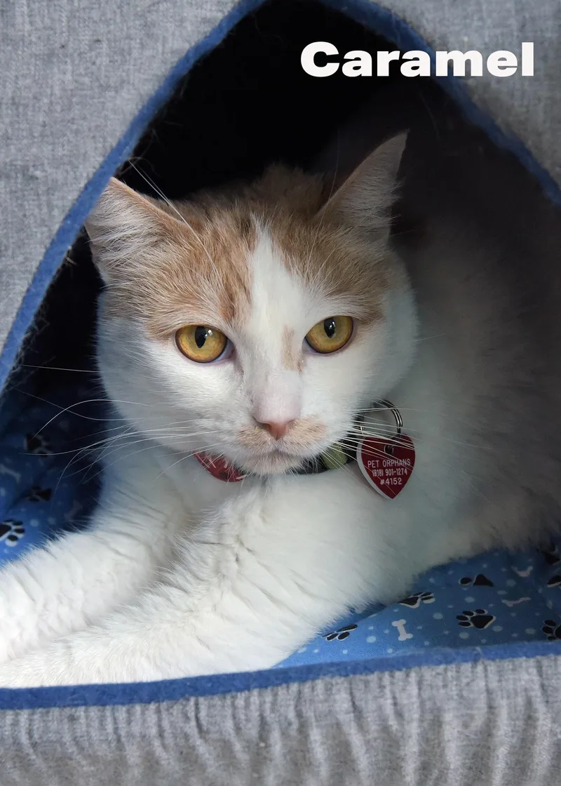 A young medium-sized male Orange & White Domestic Short Hair cat named Caramelo for adoption in Van Nuys, CA