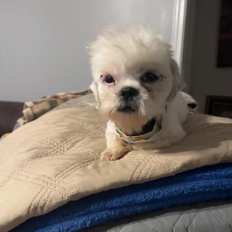 Benji
