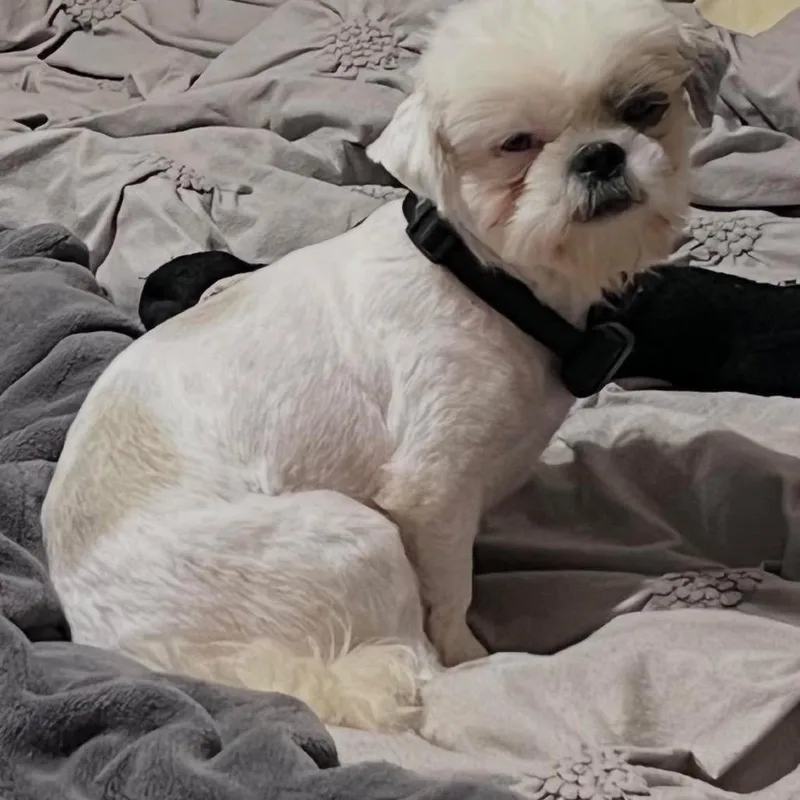 Benji thumbnail 2