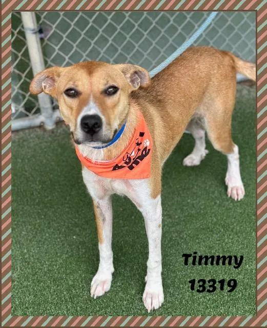 Timmy