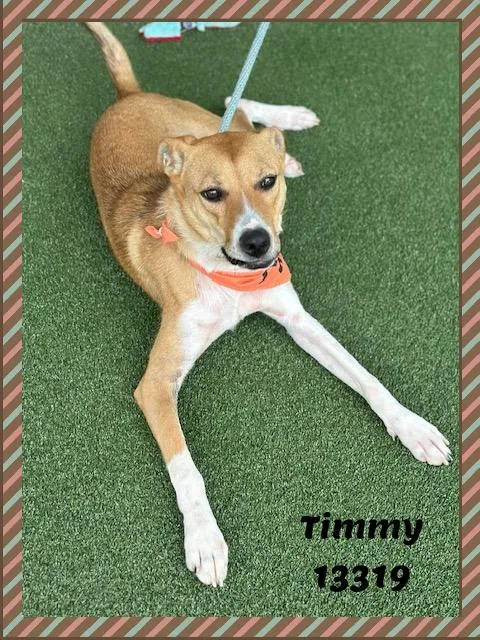 Timmy thumbnail 2