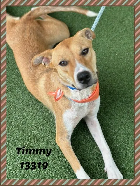 Timmy thumbnail 3