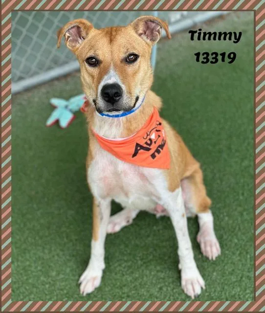 Timmy thumbnail 4