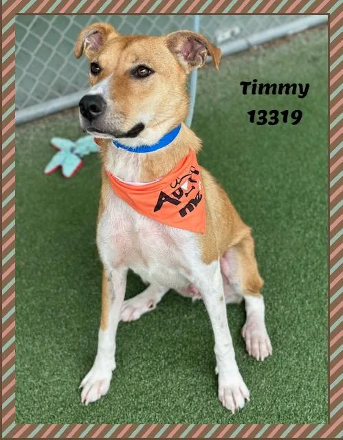 Timmy thumbnail 6
