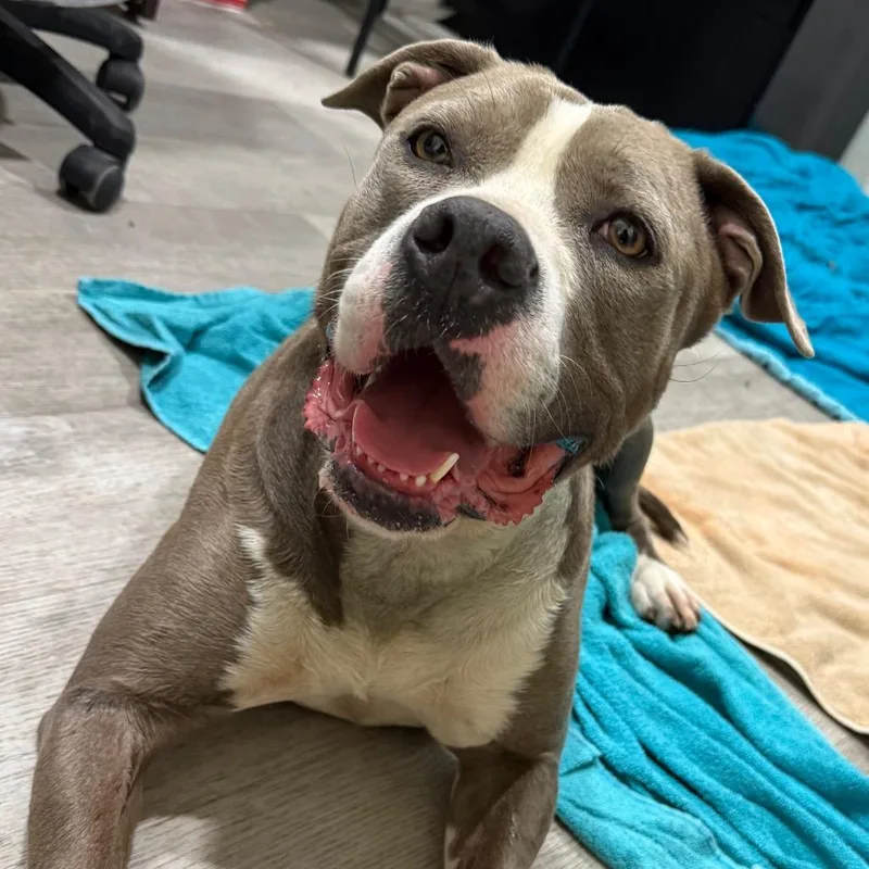 Mamacitia thumbnail 2